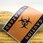 gmo corn