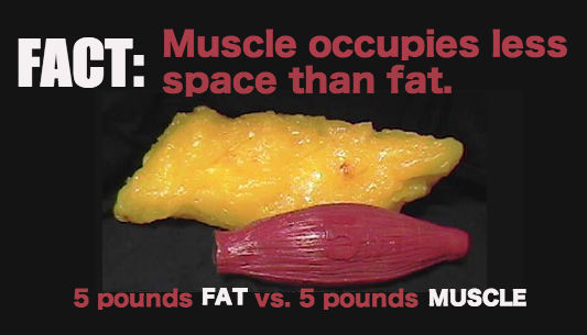 fat VS muscle